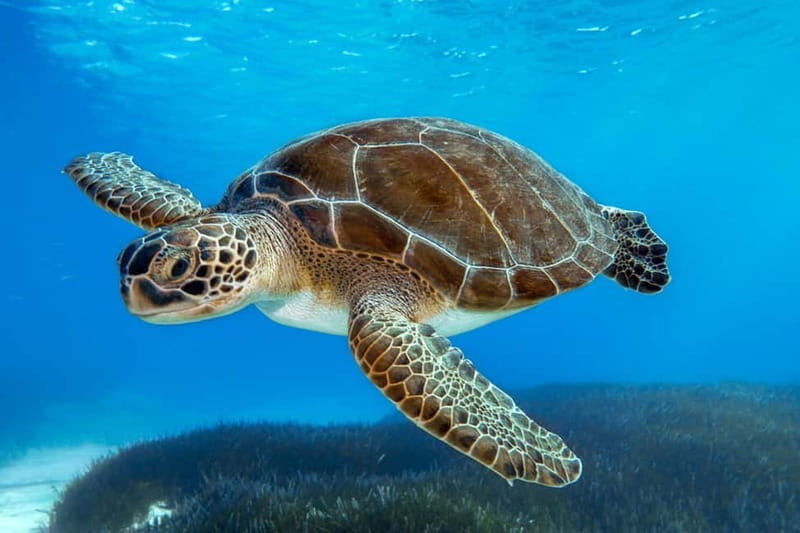 From Protaras: Cruise to Blue Lagoon, Turtle Cove & Sea Cave - A three-hour cruise with more than one purpose