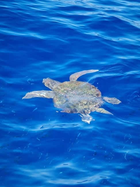 From Sorrento: Capri Boat Tour with Blue Grotto Visit - Swimming and snorkeling from the boat