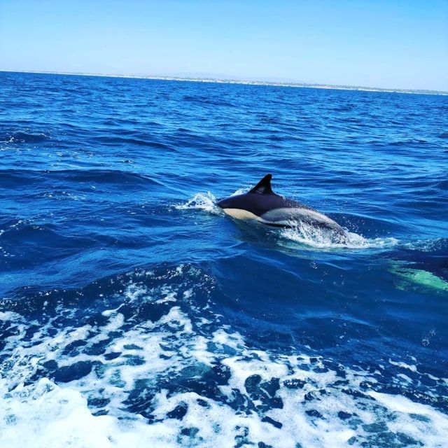 From Vilamoura: 2.5-Hour Benagil Cave and Dolphins Boat Tour - Seeing the Algarve coast from the water