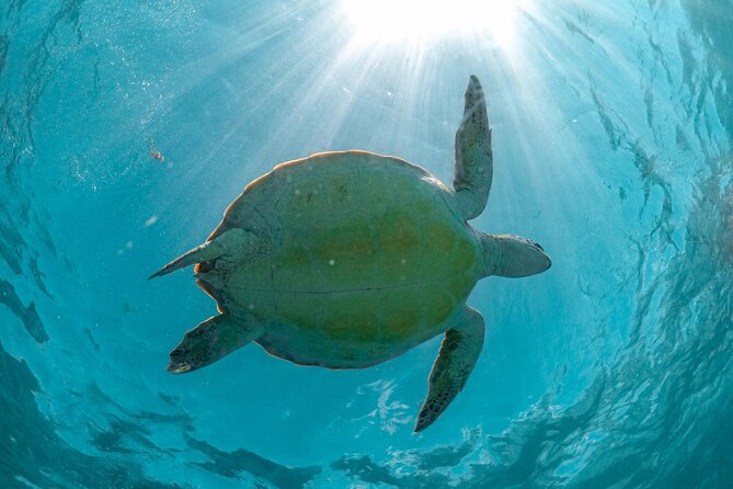 Full Day Tulum Ruins Tour Cenote and Swimming with Sea Turtles - What to pack for heat, water, and changing clothes