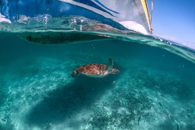 Full Day Tulum Ruins Tour Cenote and Swimming with Sea Turtles - Who will enjoy this tour most?