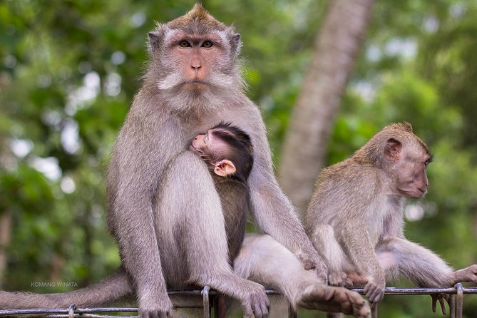 Gorilla Cave ATV Bali Ubud, Monkey Forest, Temple, and Lunch - Walking beneath the trees at Sacred Monkey Forest