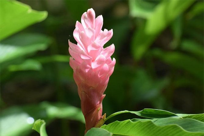 Half-Day Barbados Tour Harrisons Cave Hunte's Garden and Bathsheba - Why this four-hour route works
