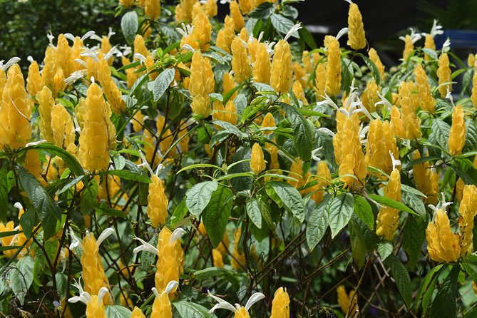 Half-Day Barbados Tour Harrisons Cave Hunte's Garden and Bathsheba - The guide and vehicle can shape the morning