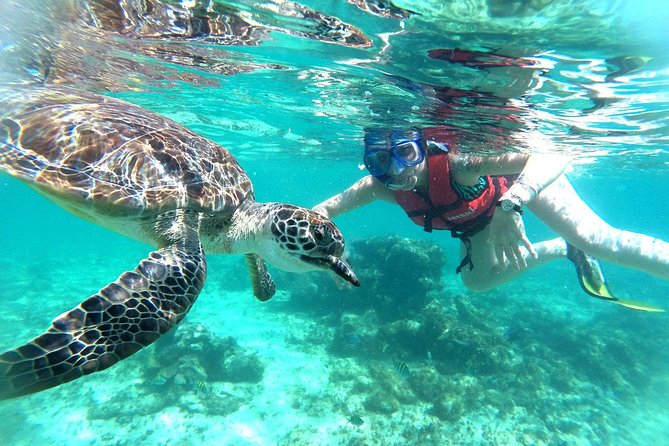 Half-Day Sea Turtle and Cenote Snorkeling Tour from Cancun & Riviera Maya - What is included, and what is not