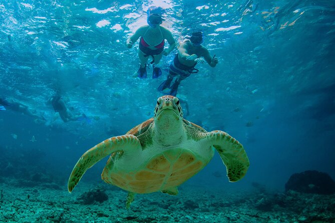 Hidden Cenote Swim: Snorkeling, Sea Turtles and Beachside Lunch - What the Akumal turtle swim is really like