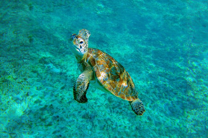 Hidden Cenote Swim: Snorkeling, Sea Turtles and Beachside Lunch - Guides can shape the whole day