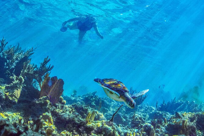 Hidden Cenote Swim: Snorkeling, Sea Turtles and Beachside Lunch - The real timing: four and a half hours on paper