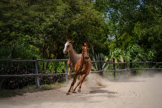 Horseback Riding and Cenote Swim from Cancun or Playa del Carmen - The cenote swim after the saddle