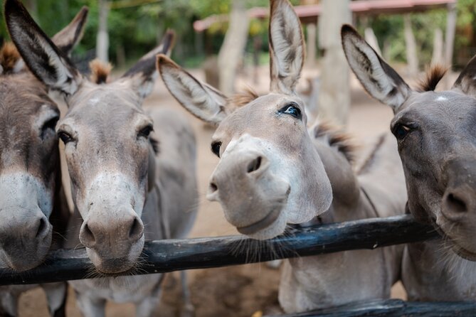 Horseback Riding and Cenote Swim from Cancun or Playa del Carmen - Who should book this experience