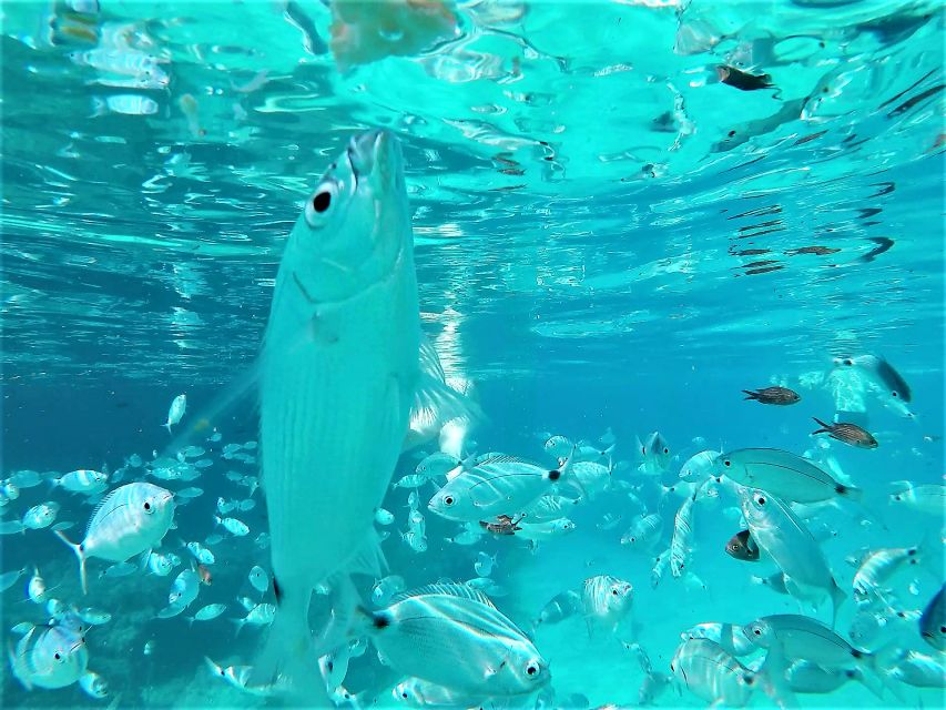 Ibiza: Snorkeling and SUP Paddle, Beach and Cave Tour - Should you book the Cala Bassa and Cala Comte boat tour?