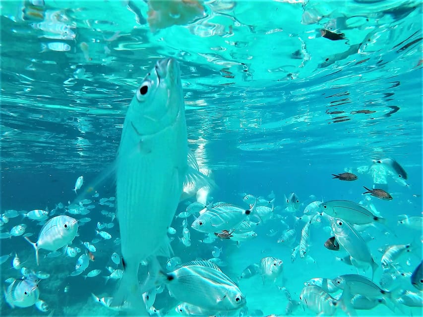 Ibiza: Snorkeling and SUP Paddle, Beach and Cave Tour - Cala Bassa: rocks, sand, and the first snorkel