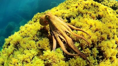 Ibiza: Snorkeling and SUP Paddle, Beach and Cave Tour