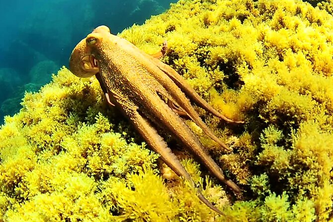 Ibiza Snorkeling Beach and Cave Tour - Drinks, music, and the value of $72.59