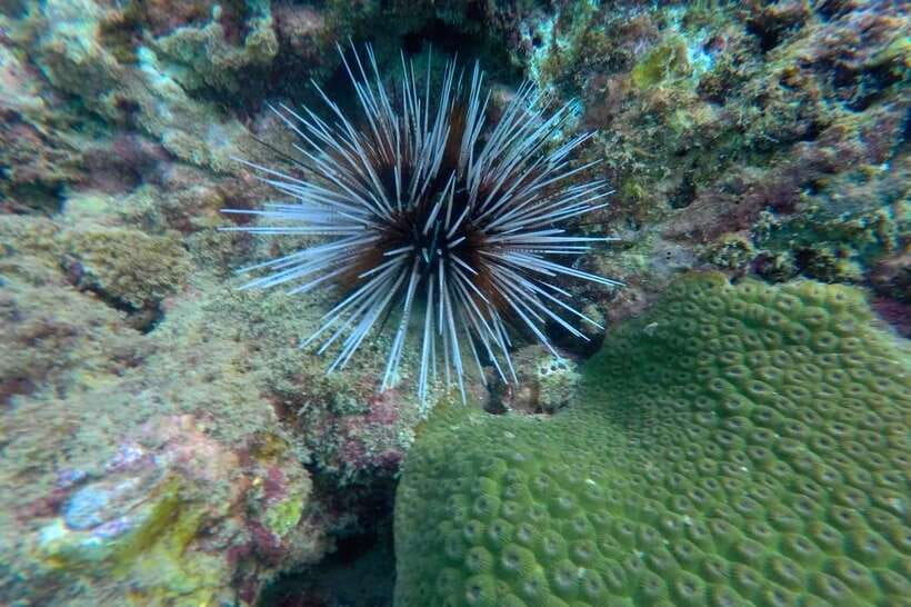 Koh Lanta: 4-Island Adventure Tour to Emerald Cave - Koh Chuak is the best stop for more snorkeling