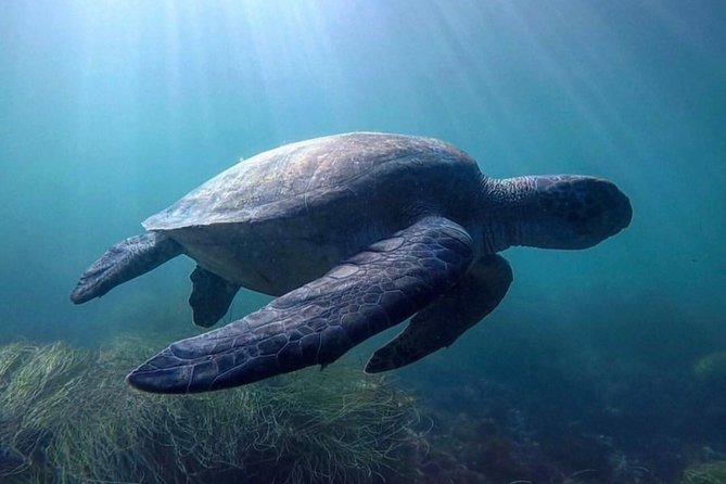 La Jolla Sea Caves Kayak Tour For Two (Tandem Kayak) - The value of $75 for a tandem kayak