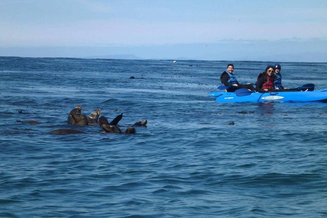 La Jolla Sea Caves Kayak Tour For Two (Tandem Kayak) - Paddling through the kelp beds