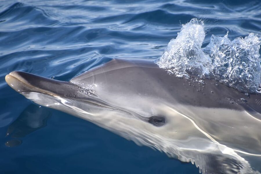 Lagos: Combo Dolphin and Benagil Tour with Marine Biologist - Searching for wild dolphins off Lagos