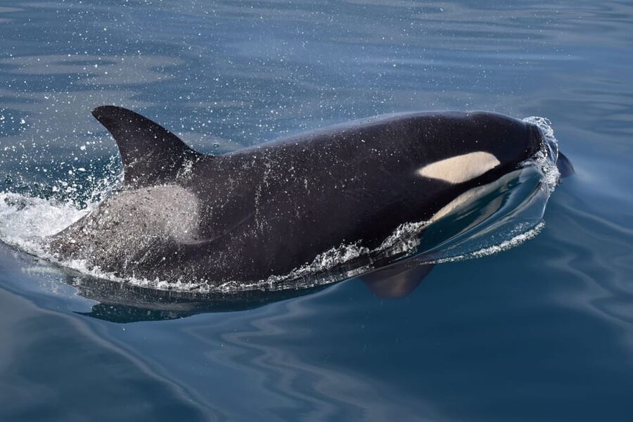Lagos: Combo Dolphin and Benagil Tour with Marine Biologist - The ride is exciting, not gentle