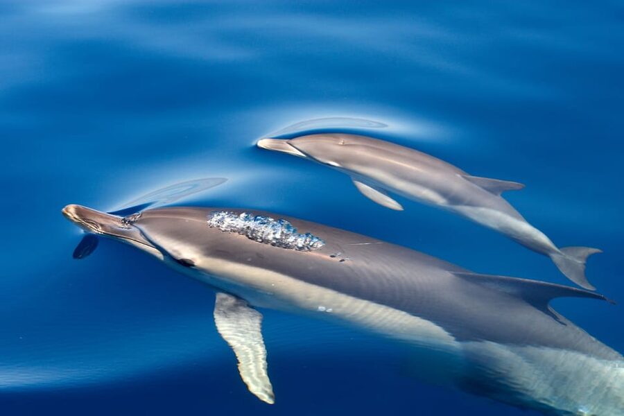 Lagos: Combo Dolphin and Benagil Tour with Marine Biologist - Accessibility and practical comfort