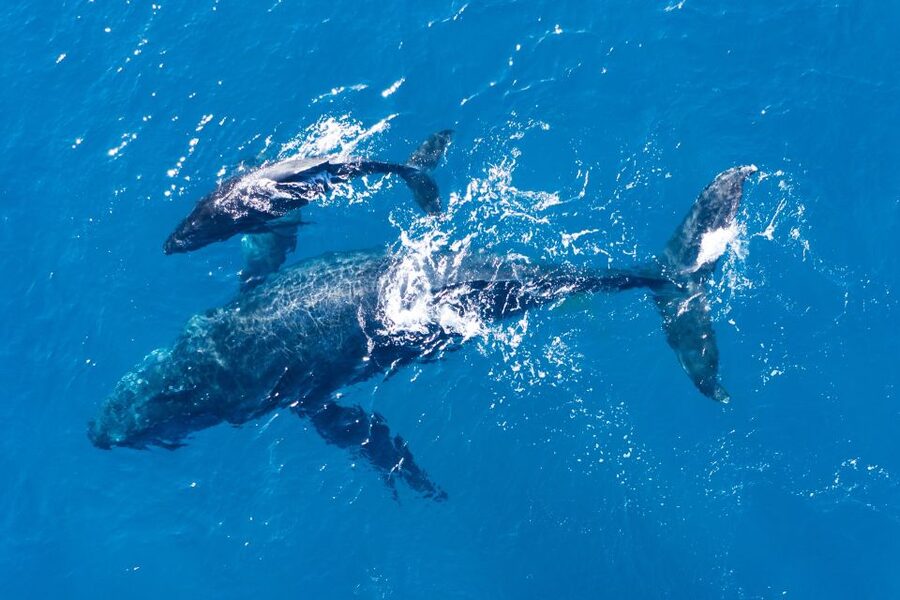 Lagos: Dolphins & Caves - Catamaran - Is $58 a Fair Price?