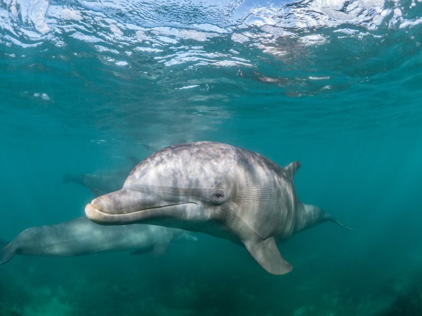 Lagos: Dolphins & Caves - Catamaran - Practical Tips Before You Go