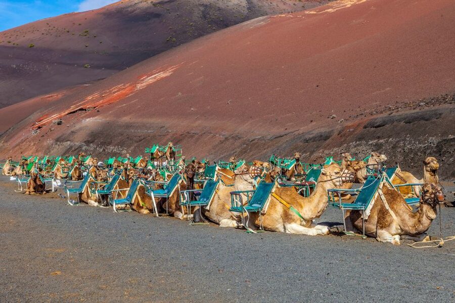 Lanzarote: Volcanos of Timanfaya and Caves Tour with Lunch - Key points to know before booking