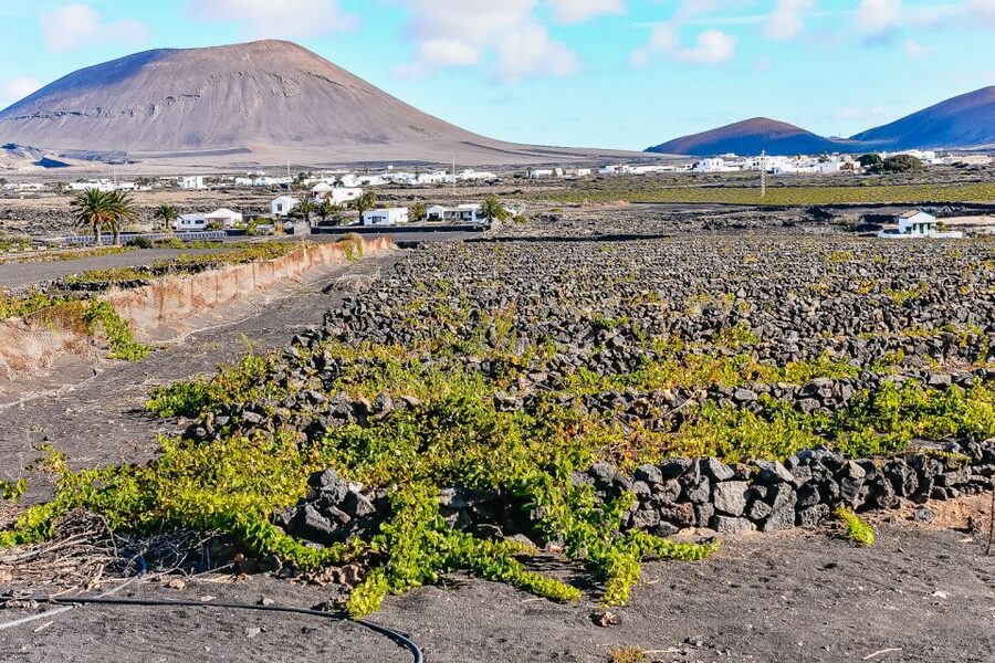 Lanzarote: Volcanos of Timanfaya and Caves Tour with Lunch - Yaiza lunch and the practical side of group dining