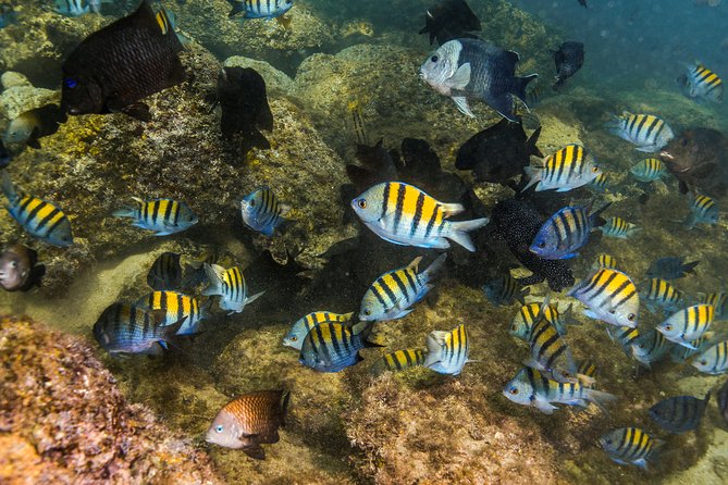 Magical Cenote and Paradise Lagoon Snorkeling Adventure - Is $99 a fair price?