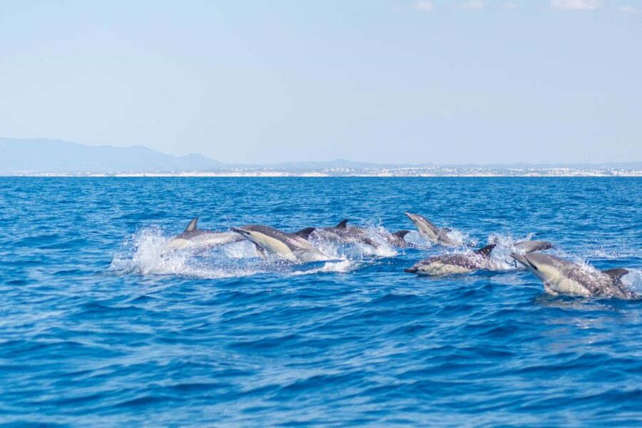 Portimão: Benagil Caves & Dolphins Watching with Biologist - Who will enjoy this Portimão cruise?