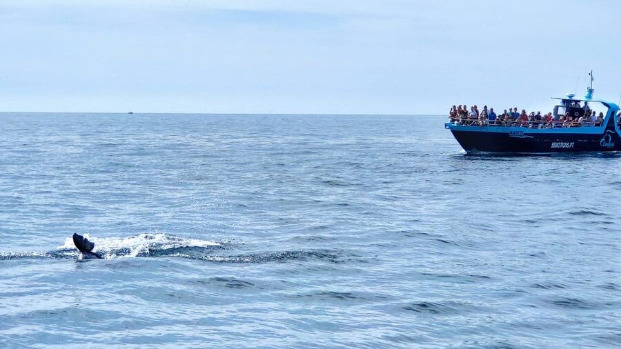 Portimão: Benagil Caves & Dolphins Watching with Biologist - The open-water ride from Portimão