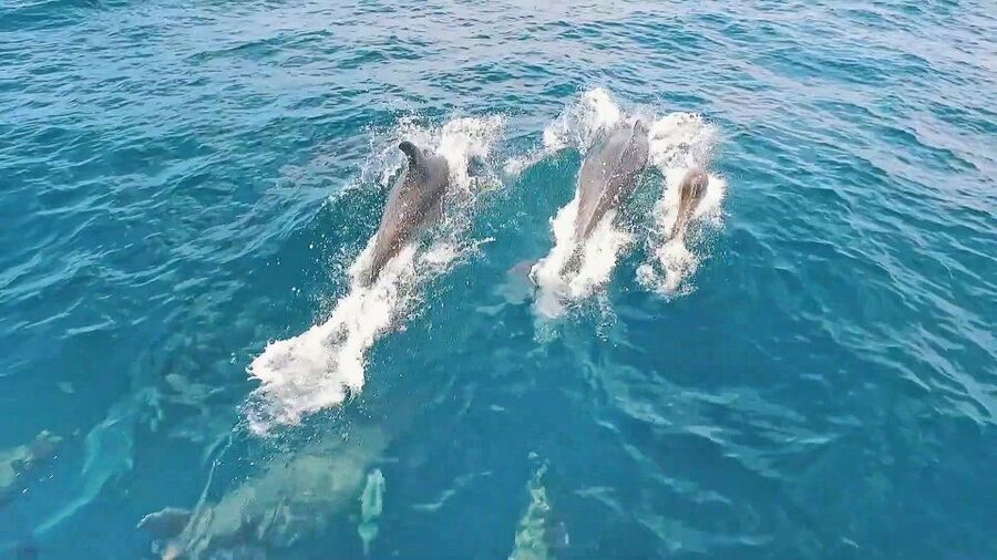 Portimão: Benagil Sea Caves Speedboat Adventure Tour - Who should book, and who should skip it