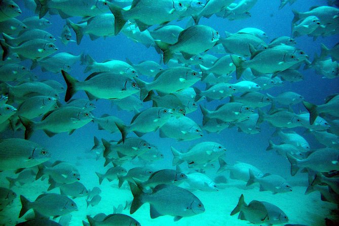 Private Tulum Ruins, Turtles in Akumal and Cenote Adventure - Akumal: Snorkeling With Turtles in Warm Water