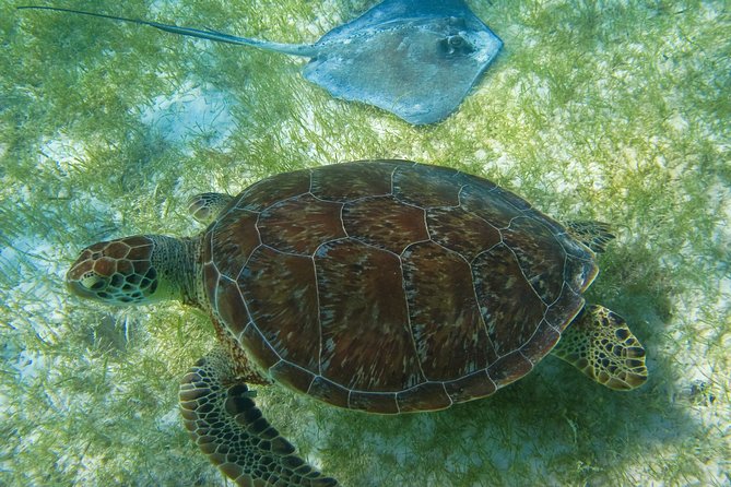 Private Turtles & Cenotes Adventure - Puerto Aventuras and the turtle snorkel