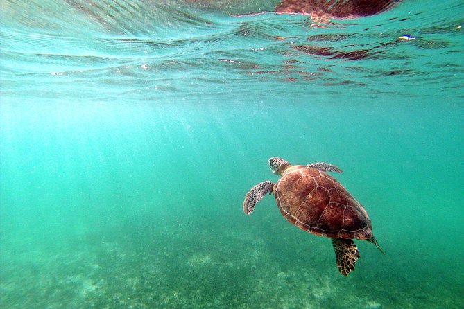 Private Turtles & Cenotes Adventure - Guides, drivers, and optional photographs