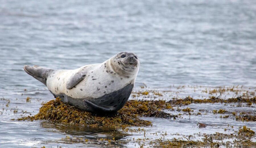 Reykjavik: Snæfellsnes Day Trip with Vatnshellir Lava Cave - What the long drive is really like