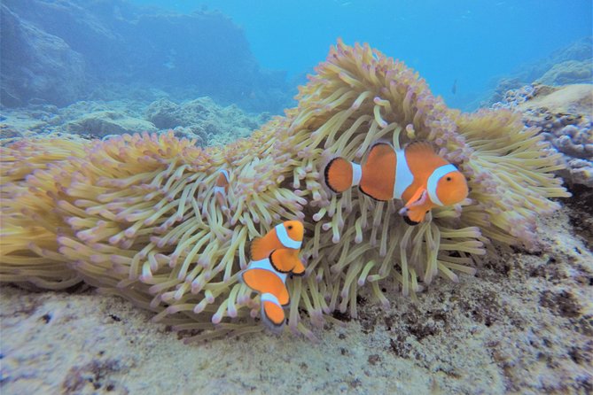 Snorkeling in the Blue Cave area【Okinawa Prefecture: Free feeding & photo images!English and Chinese speaking guide available! - Cape Maeda and the road to the cave