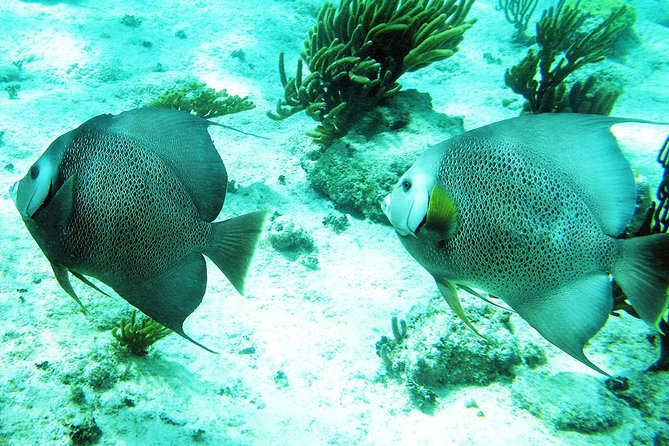 Snorkeling with Caribbean fish and private cenote exploration - Lunch adds local flavor, but not everyone needs it