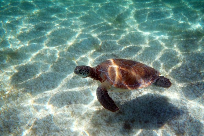 Snorkeling with Caribbean fish and private cenote exploration - What the $169 price really covers