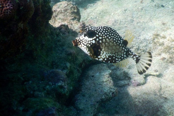 Snorkeling with Caribbean fish and private cenote exploration - Who will enjoy this Tulum outing