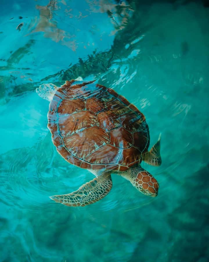 SWIMMING WITH TURTLES AT SALAAM CAVE AT KIZIMKAZI ZANZIBAR - Why Salaam Cave feels different from a normal turtle encounter