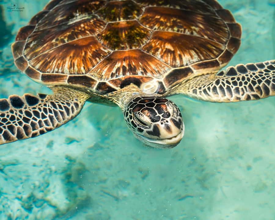 SWIMMING WITH TURTLES AT SALAAM CAVE AT KIZIMKAZI ZANZIBAR - Arriving at the Salaam Cave Aquarium