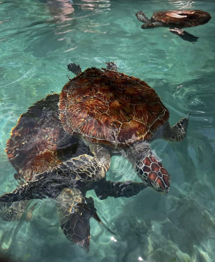 SWIMMING WITH TURTLES AT SALAAM CAVE AT KIZIMKAZI ZANZIBAR - The conservation side of the visit