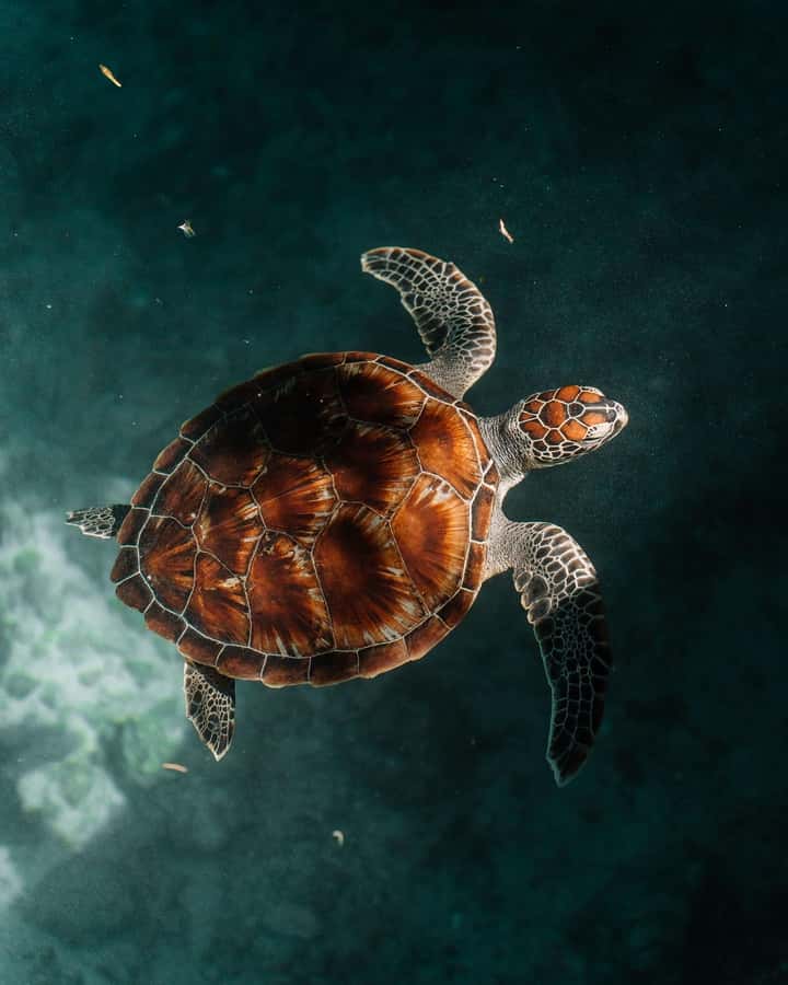 SWIMMING WITH TURTLES AT SALAAM CAVE AT KIZIMKAZI ZANZIBAR - What the $50 price includes