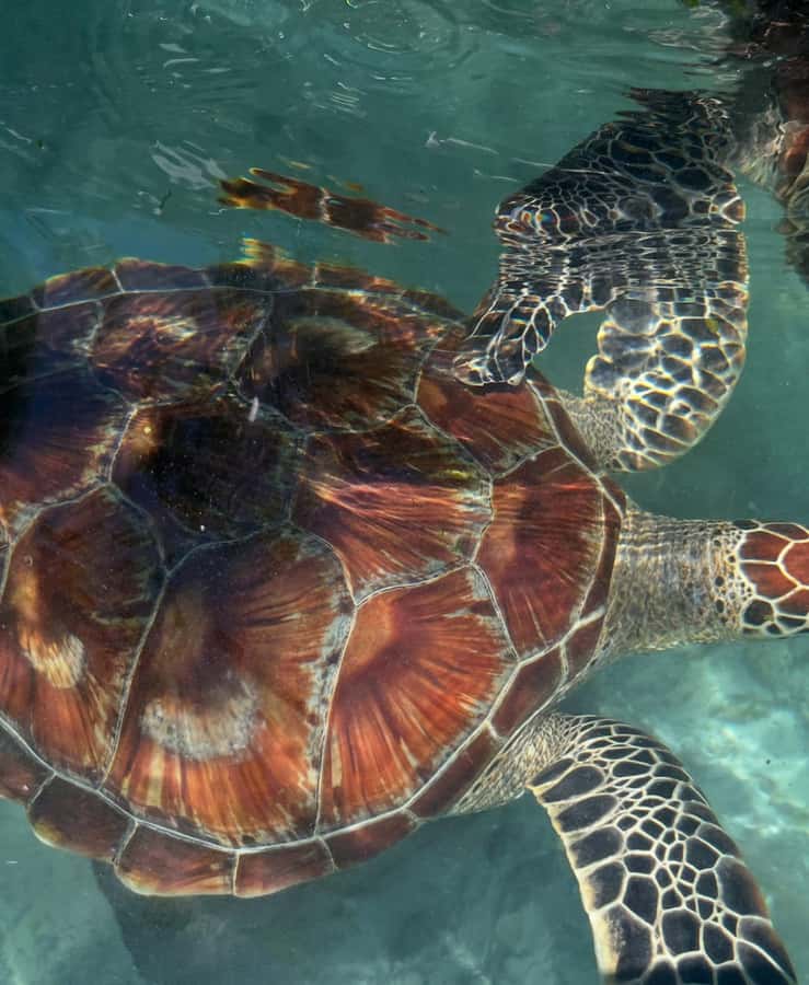SWIMMING WITH TURTLES AT SALAAM CAVE AT KIZIMKAZI ZANZIBAR - Who should book this experience