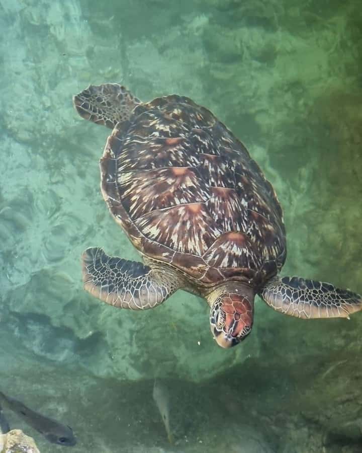 SWIMMING WITH TURTLES AT SALAAM CAVE AT KIZIMKAZI ZANZIBAR - The drive from your hotel to Kizimkazi