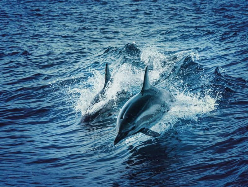 Taormina and Giardini Naxos: 2 Hour Dolphin Tour & Grotto - The first 15 minutes toward Isola Bella
