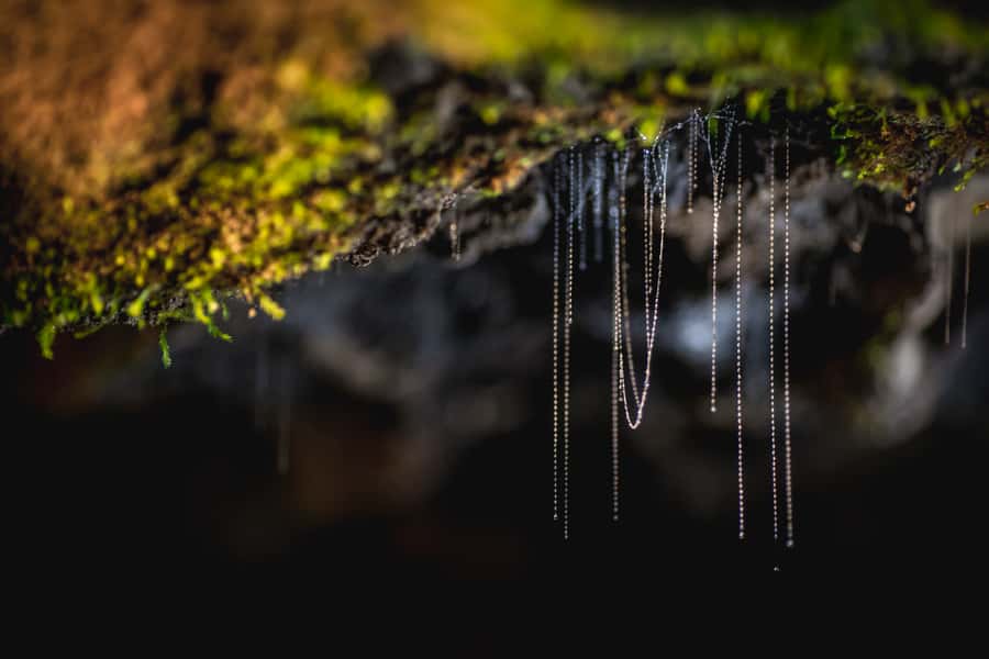 Te Anau: Glowworm Caves Guided Tour - Expect rushing water, whirlpools, and an underground waterfall