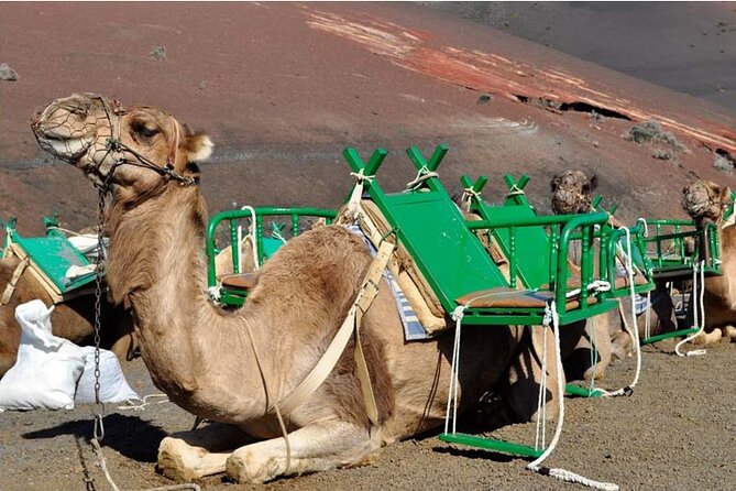 Tour to Timanfaya, Jameos del Agua, Cueva de los Verdes and viewpoint from the cliff - Guinate viewpoint and the palm-filled valley of Haría
