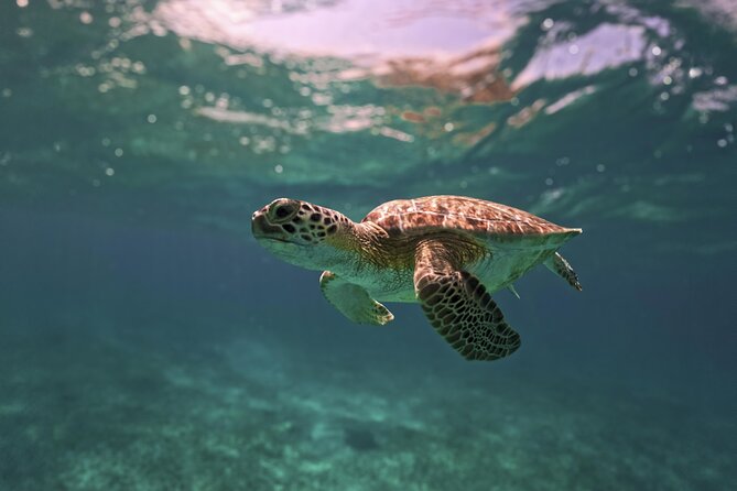 Tulum Ruins, Turtles in Akumal and Cenote tour - Three Riviera Maya highlights in one long day